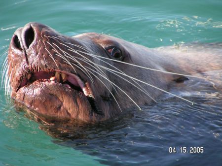 Sea Lion Visit 4 15 05