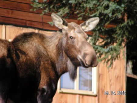 Moose at Neighbors house 4 15 05