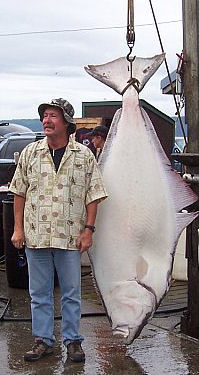 Larry and his Halibut